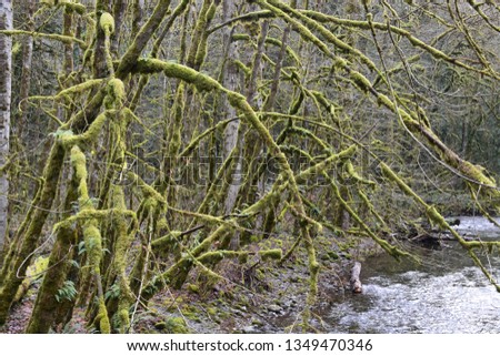 Old Growth Douglas fir trees with moss beside a stream in Goldstream Provincial Park, Victoria, B.C.