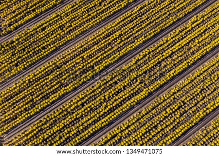 Vegetable field yellow pattern from the air