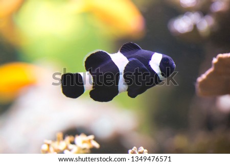  Ocellaris clownfish, false percula clownfish,  common clownfish (Amphiprion ocellaris). Royalty-Free Stock Photo #1349476571