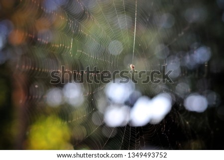Spider web in the wild.