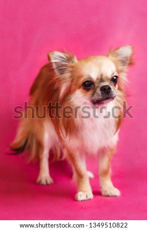 Chihuahua dog on red background