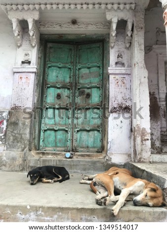 dog and door india