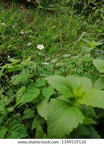 green​ weed and white​ weed​ flower​ alone