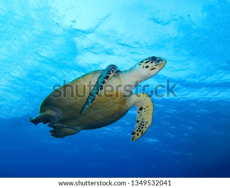 Underwater world in deep water in coral reef and plants flowers flora in blue world marine wildlife, travel nature beauty exploration in diving trip, adventure recreation dive. Turtle swimming