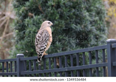 Wild hawk raptor bird of prey perched on backyard garden fence.