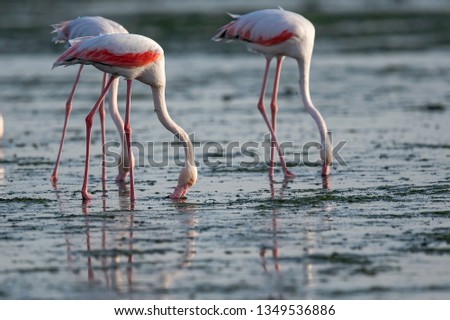 Greater flamingo  in the water feeding.