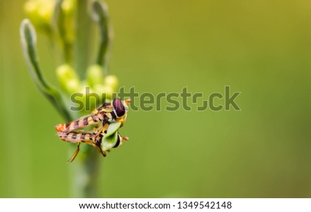 Bee mating on branch