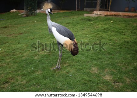 beautidul big bird in zoo