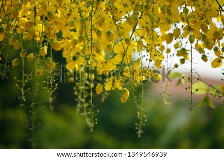 Cassia fistula or golden shower national flower of thailand