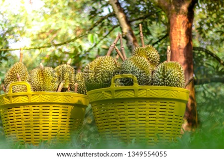Fresh durians in basket,Durian plantation, Durians are the king of fruits and can be grown in the right Tropical area only,chantaburi,Thailand is the best product place. Royalty-Free Stock Photo #1349554055