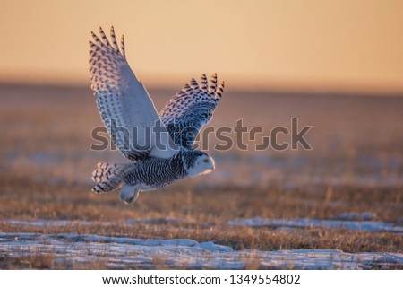 
Inner Mongolia sunset snowy owl