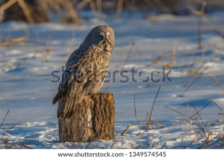 
Inner Mongolia Great Gray Owl