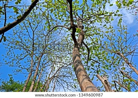 Branch on blue sky