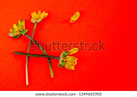 
Faded yellow flowers on an orange background spring herbarium
