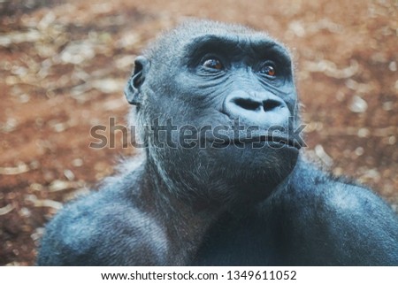 A close up portrait picture of African mountain gorilla endangered wild animal