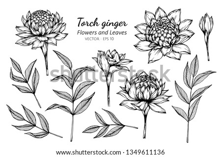 Collection set of torch ginger flower and leaves drawing illustration. for pattern, logo, template, banner, posters, invitation and greeting card design.

