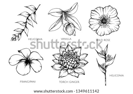 Collection set of flower drawing illustration. for pattern, logo, template, banner, posters, invitation and greeting card design.

