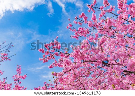 Beautiful pink Kawazu cherry blossoms