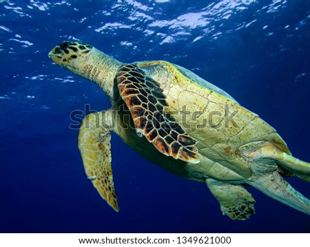 Hawksbill turtle (Eretmochelys imbricata). Taking in Red Sea, Egypt.
