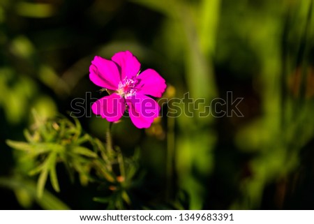pink wild flower in the garden