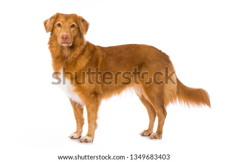 Nova scotia duck tolling retriever dog standing isolated on white background and looking to the camera Royalty-Free Stock Photo #1349683403