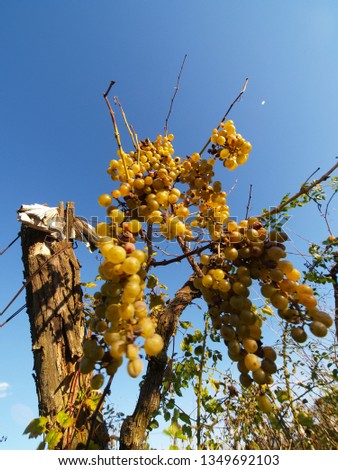wineyard in hungary, grapes dry and in bad condition