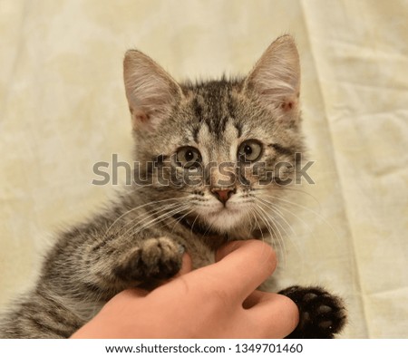 small striped kitten in hands