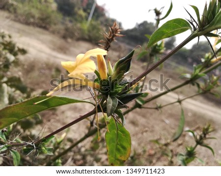 Barleria prionitis flower plant 