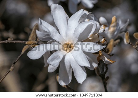 star magnolia in bloom on tree