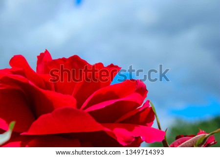 Cropped Shot Of A Beautiful Red Roses Over Blue Sky Background. Colorful Nature Background. Beautiful Red Flowers.
