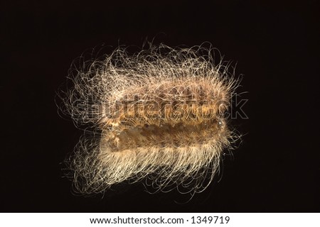 Hairy worm