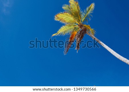 Thin trunk tall palm tree against the blue sky                        