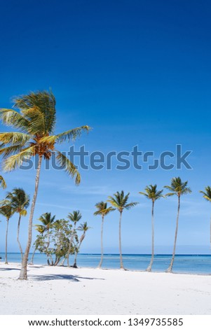 Blue sky ocean palm                               