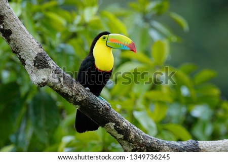 Toucan sitting on the branch in the forest, green vegetation, Guatemala. Nature travel in central America. Two Keel-billed Toucan, Ramphastos sulfuratus, pair of bird with big bill. Wildlife.