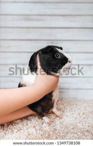 Guinea pig on display. Pet portrait on wooden background. Boss is played with mumps, holding it. Fun photo. Copy space, poster, advertisement.