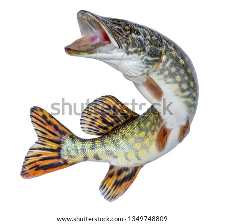 Fish pike. Jumping out of the water. Emblem isolated on a white background Royalty-Free Stock Photo #1349748809