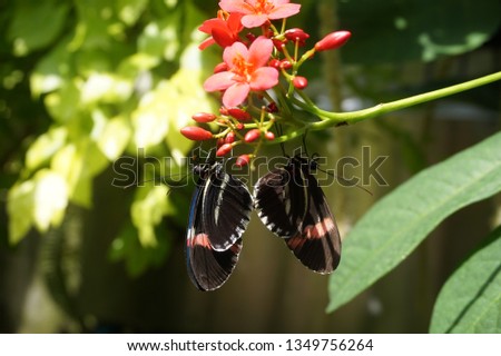 Twin Butterflies resting in the shape of a heart