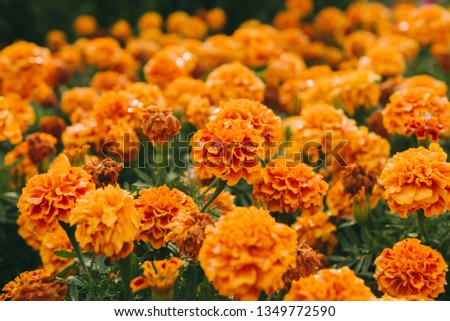 Marigold flowers garland background.