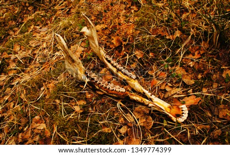 Skull in the forest. Skull and jaw of moose.
