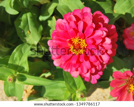 A flower of pink Zinnia violacea in a flower bed in sunlight day