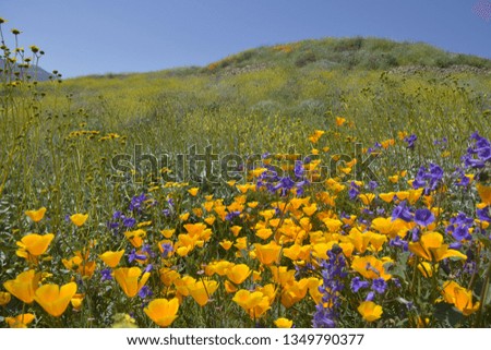 Poppy flowers in California