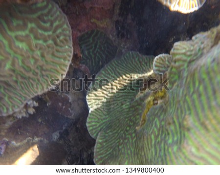 corals in aqaba jordan. red sea 