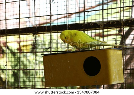 yellow bird in the cage