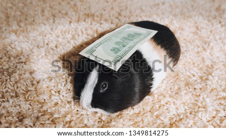 Guinea pig and wealth. Millionaire animal. Good deal. Heavy taxes in the country. Copy space, poster, advertisement. Successful business, money, concept.