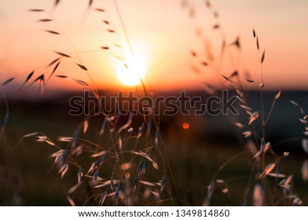 Sunset blur through blades of grass waving in the wind in Toscana, Italy