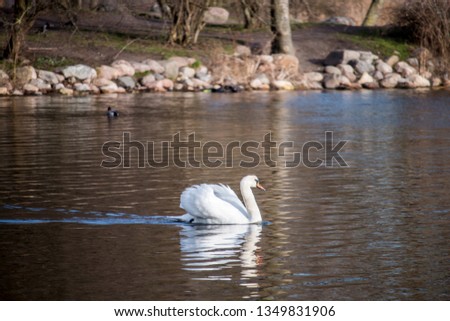 Swan swimming on a calm lake.