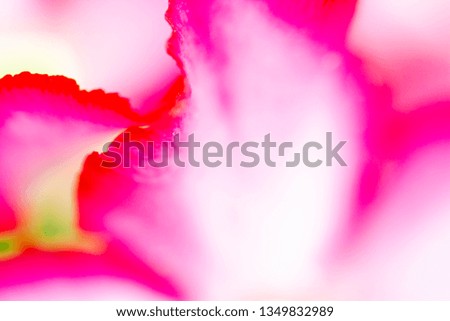 Abstract floral background. Macro photography.