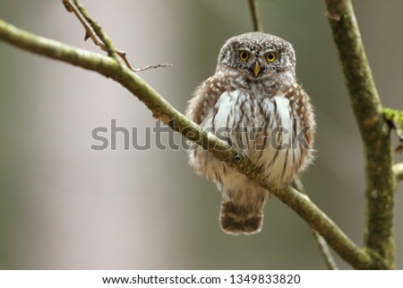 Pygmy owl (Little owl) Glaucidium
