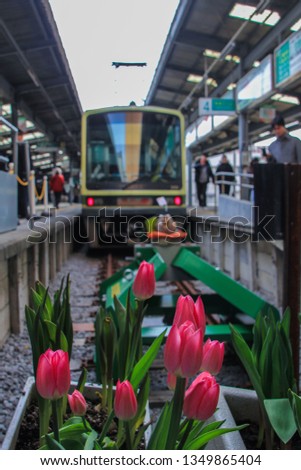 2013.01.06, Kamakura, Japan. Front view of the train and tulips at the railway.