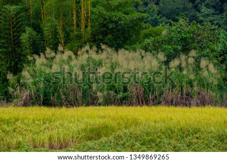 Tall mission grass growth around rice field in the harvest season.